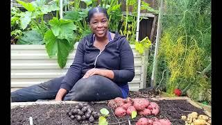 Finally! Potato harvest. I tried to grow Purple Potatoes . Early August 2023