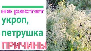  ПОЧЕМУ НЕ РАСТЕТ УКРОП И ПЕТРУШКА. СПРАШИВАЕТЕ - ОТВЕЧАЮ. 9 ОСНОВНЫХ ПРИЧИН