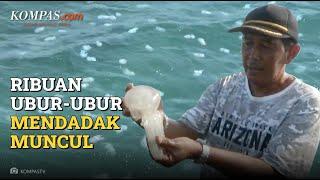 Fenomena Ubur-ubur yang Mendadak Muncul di Pelabuhan Probolinggo, Jawa Timur