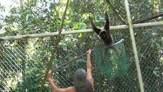 UNEXPECTED... GIBBON ESCAPED AND AN OTHER INJURED...