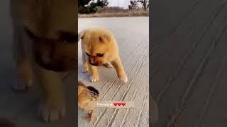 Friendship /puppy and chick . A beautiful moment #1512 - #shorts - #Chodat tv