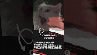 Turkish Van Fun Facts and Myth