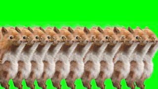 Dancing Squirrel Green Screen WITH SONG. $10 Fiverr edit (IMPROVED TikTok Meme Template)