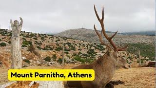 Hiking Mount Parnitha: Athens' Outdoor Adventure (Πεζοπορία στην Πάρνηθα)