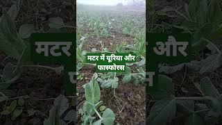 मटर की खेती / matar ki unnati kheti / matar me kaun sa khad dale / pea farming and fertilizers