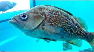 エゾメバル　Rockfish,White- edged rockfish　Sebastes taczanowskii
