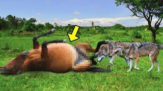 Horse Struggles Giving Birth, Suddenly Wolves Pull The Foal Out. What Happens Next Will Make You Cry