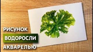 Как нарисовать водоросли карандашом и акварелью начинающим | Рисунок для детей