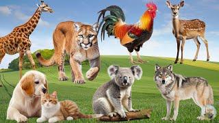 The Live Of Animals Around Us: Seals, Wolf, Koala Bear, Rooster, Walrus - Cute Little Animals