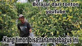 Metode menanam cabe rawit roket kang timon