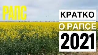 Рапс, кратко о рапсе 2021. Как медосбор и развитие пчёл.