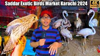 Saddar Exotic Birds and Parrots Market Karachi 2024 Latest Updates Ground and Rare and Unique Birds