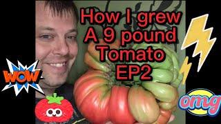 How I grew a 9 pound Tomato Episode 2 tips, tricks, and secrets to grow monster maters.￼