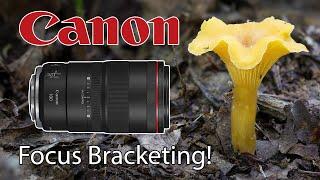 Focus Bracketing Mushrooms & More • Canon EOS R6 Mark II & RF 100mm Macro Lens!