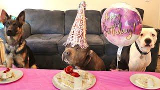 Throwing My Rescue Dog A Surprise Party!!