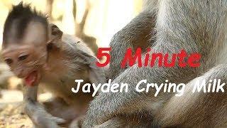 So Hungry Poor Baby Monkey Jayden | 5 Minute Baby Monkey Begging Cries Seizure | Monkey Crying