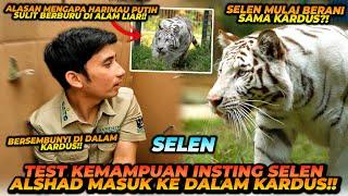 HARIMAU PUTIH SULIT MENCARI MAKAN DI ALAMNYA KARENA INI ! SELEN GABERANI MENDEKAT KARENA BARANG INI!