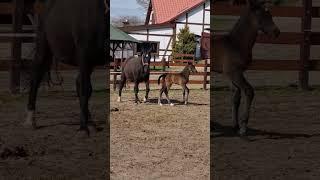 Witaj świecie, koślawe nóżki niosą mnie przez świat  #żrebię #konie #horselover #equestrianlife