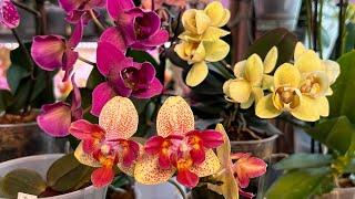 Орхидеи с мутацией Пелор и Трилипс в чем разница? ( Ответы на вопросы )
