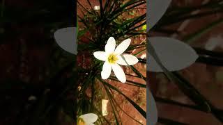 Flower recording in Itel a48 #subscribe #askakashcreator