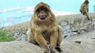 Wild monkeys in Gibraltar 2018