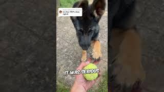 Ultimate Trick of a "Belgian Malinois" to Heal His Injured Paw ️(Via harleygreenhelton)