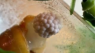 Golden Mystery Snail Laying Eggs • Original Time Lapse Video