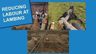 Tips for Reducing Labour at Lambing: Sustainable Sheep Systems