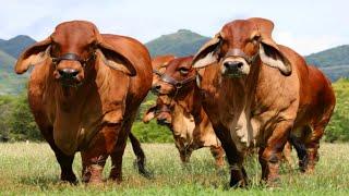 World's Biggest Heavy Weight Brahman Cow || Brahman || Cow || Largest Cow Breed || Unique Cow