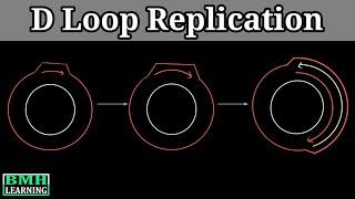 D Loop Replication | Mitochondrial DNA Replication |