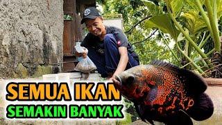 ANAK IKAN LOUHAN 37 HARI || SEMUA IKAN DIRUMAH