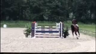 Sharon Aron (Gluckspiltz/Sandro Song), gelding horse for sale