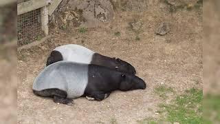 TAPIR-MALAIO (Tapirus indicus) o maior dos quatro tipos de tapires