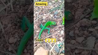 Amazing green Lizard  #lizard #lizards #animals #wildlife #viral #shorts