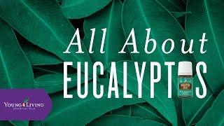 All About Eucalyptus | Young Living Essential Oils