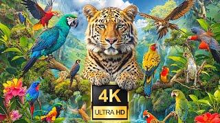 Incredible Animal Planet 4K Explore the Beauty of Natural Wildlife with Soothing Melodies