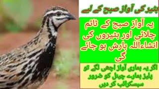 BATAIR KI AWAZ SUBHA K LIYE VOLUME 8 BY DESI MAHOOL TV