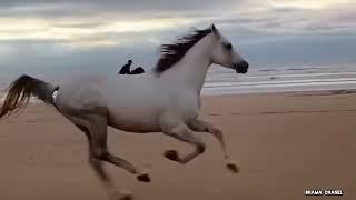 Kuda lari di pantai,kuda jingkrak,suara kuda,anak kuda,hewan ternak