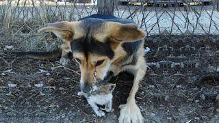 Thrown away like trash, watch how an abandoned dog fall in love with abandoned sick kitten!