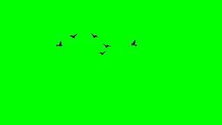 Green Screen Burung Terbang di langit