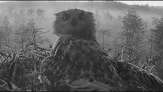 Eagle owl attacks and succeeds to take the only osprey chick at 2am.  (Nest #3 - July 13th, 2024)