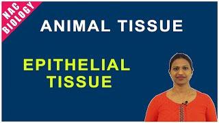 Epithelial Tissue in Animals | NCERT | CBSE @nacbiology