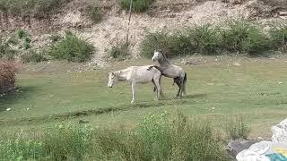 Horse mating ..