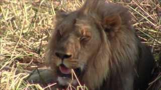 Tourist video: Male lion resting after eating buffalo he took down