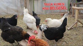 Tavuk Kümesi: Bilgi Dolu Kısa Belgesel Tadında