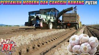 PERTANIAN BAWANG PUTIH MODERN DAN CANGGIH | ALAT PERTANIAN MODERN