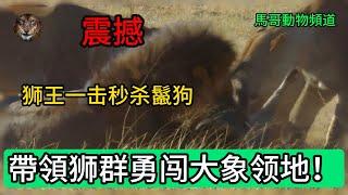 【秒杀鬣狗】震撼！狮王一击秒杀鬣狗，帶領狮群勇闯大象领地！#動物世界 #野生#animals #wildanimals #wildlife #nature  #獅子 #動物 #野生動物