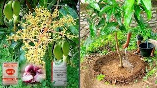 3 Type of Powerful Fertilizer For Fast Fruiting Mango Plants