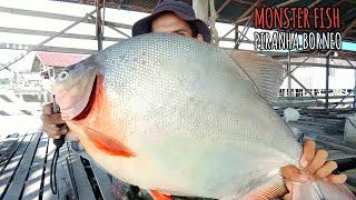 REKOR !!! MANCING IKAN LIARAN SUPER BESAR DI SPOT SEMPIT