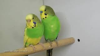 Aviarybirds – Volièrevogels – Parakeets – Budgie – Parkieten – Lovebirds